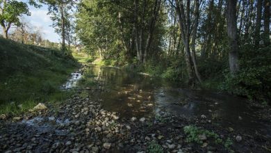 Les poissons meurent en grand nombre après une mystérieuse pollution par le sucre